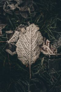 Preview wallpaper leaf, frost, snow, dry