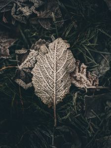 Preview wallpaper leaf, frost, snow, dry