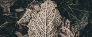 Preview wallpaper leaf, frost, snow, dry