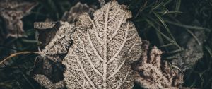 Preview wallpaper leaf, frost, snow, dry