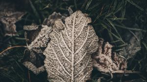 Preview wallpaper leaf, frost, snow, dry