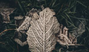 Preview wallpaper leaf, frost, snow, dry