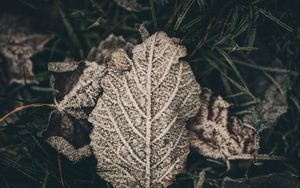 Preview wallpaper leaf, frost, snow, dry