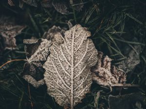 Preview wallpaper leaf, frost, snow, dry