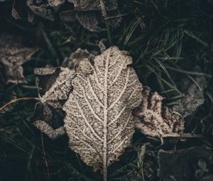 Preview wallpaper leaf, frost, snow, dry