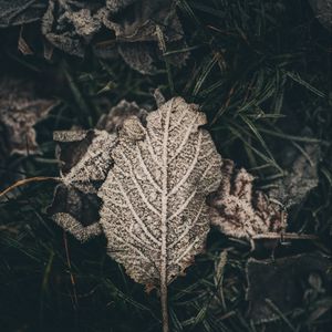 Preview wallpaper leaf, frost, snow, dry