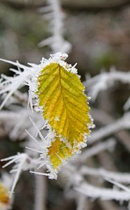Preview wallpaper leaf, frost, winter, macro