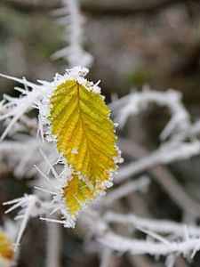 Preview wallpaper leaf, frost, winter, macro