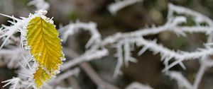 Preview wallpaper leaf, frost, winter, macro