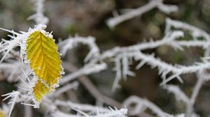 Preview wallpaper leaf, frost, winter, macro