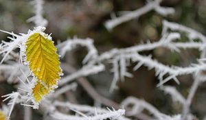 Preview wallpaper leaf, frost, winter, macro