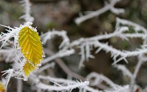 Preview wallpaper leaf, frost, winter, macro