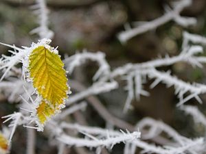 Preview wallpaper leaf, frost, winter, macro