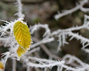 Preview wallpaper leaf, frost, winter, macro