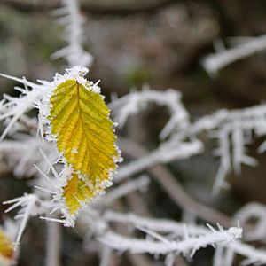 Preview wallpaper leaf, frost, winter, macro