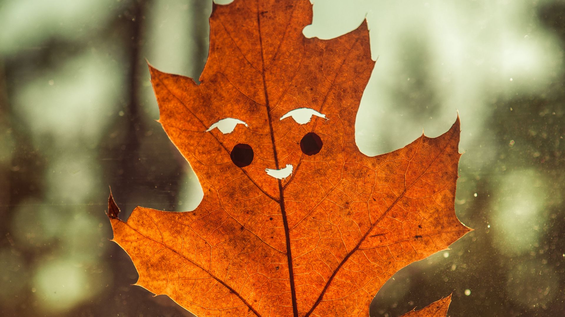 Download wallpaper 1920x1080 leaf, funny, autumn, smile full hd, hdtv, fhd,  1080p hd background
