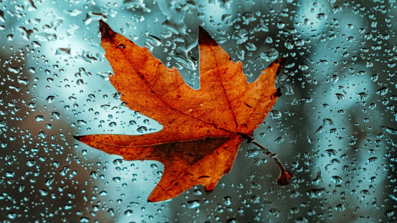 Wallpaper leaf, glass, drops, wet, macro