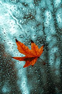 Preview wallpaper leaf, glass, drops, wet, macro