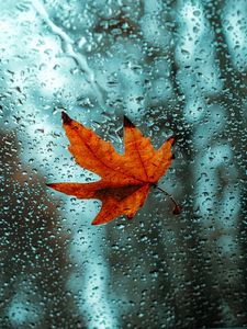 Preview wallpaper leaf, glass, drops, wet, macro