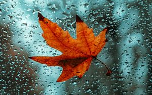 Preview wallpaper leaf, glass, drops, wet, macro