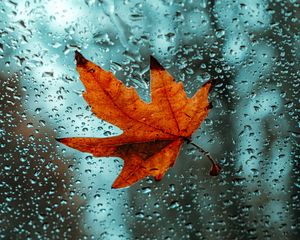 Preview wallpaper leaf, glass, drops, wet, macro