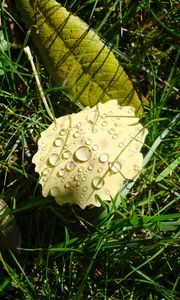 Preview wallpaper leaf, grass, drops, macro, green