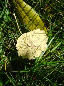 Preview wallpaper leaf, grass, drops, macro, green