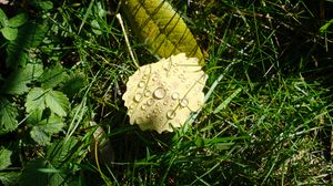 Preview wallpaper leaf, grass, drops, macro, green