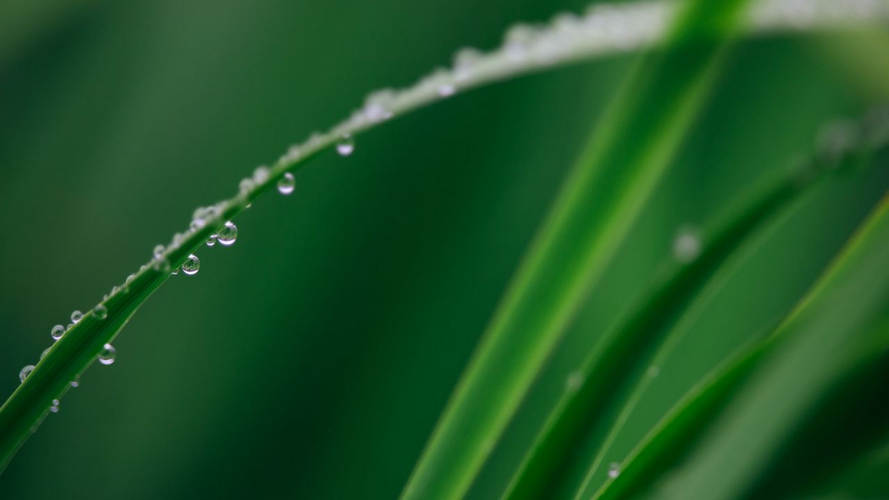 Wallpaper leaf, grass, drops, water, macro, green