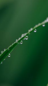 Preview wallpaper leaf, grass, drops, water, macro, green