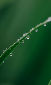 Preview wallpaper leaf, grass, drops, water, macro, green