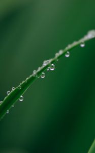 Preview wallpaper leaf, grass, drops, water, macro, green