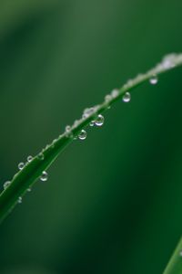 Preview wallpaper leaf, grass, drops, water, macro, green