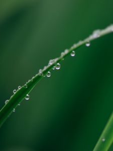 Preview wallpaper leaf, grass, drops, water, macro, green