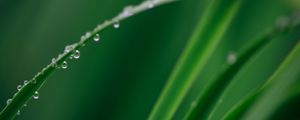 Preview wallpaper leaf, grass, drops, water, macro, green