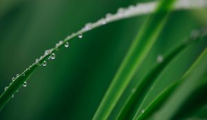 Preview wallpaper leaf, grass, drops, water, macro, green