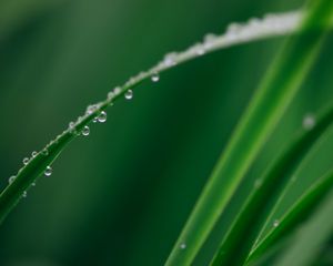 Preview wallpaper leaf, grass, drops, water, macro, green