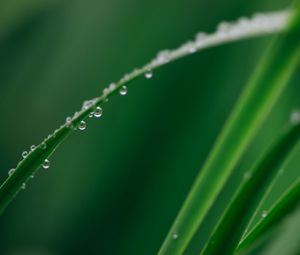 Preview wallpaper leaf, grass, drops, water, macro, green