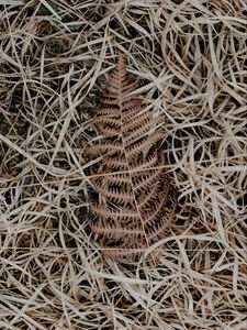 Preview wallpaper leaf, grass, dry, chubby