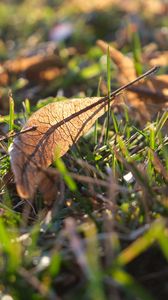Preview wallpaper leaf, grass, dry, macro