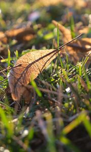 Preview wallpaper leaf, grass, dry, macro