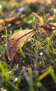 Preview wallpaper leaf, grass, dry, macro