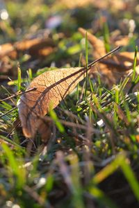 Preview wallpaper leaf, grass, dry, macro