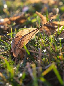 Preview wallpaper leaf, grass, dry, macro