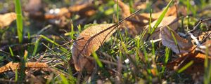 Preview wallpaper leaf, grass, dry, macro