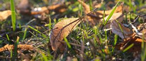 Preview wallpaper leaf, grass, dry, macro