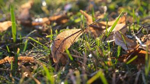 Preview wallpaper leaf, grass, dry, macro