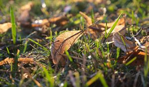 Preview wallpaper leaf, grass, dry, macro