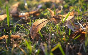 Preview wallpaper leaf, grass, dry, macro