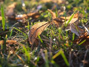 Preview wallpaper leaf, grass, dry, macro